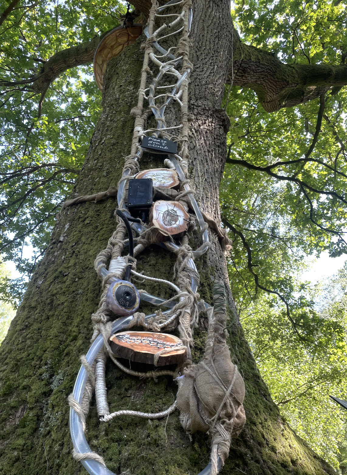 An Oak tree with an organic sculpture attached to the trunk